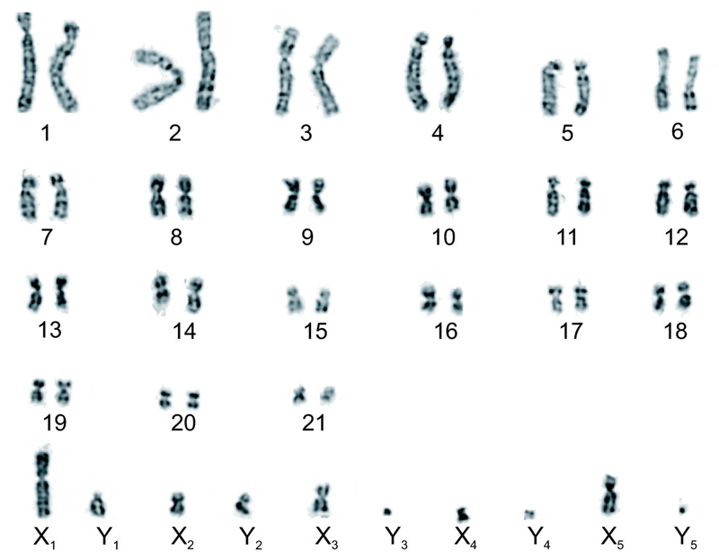 Platypus karyotype